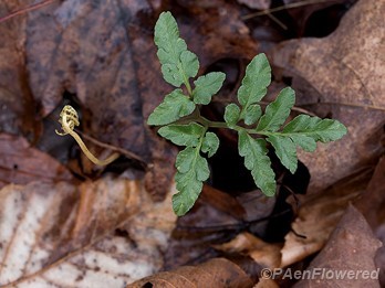Leaf and sporangia  in late fall
